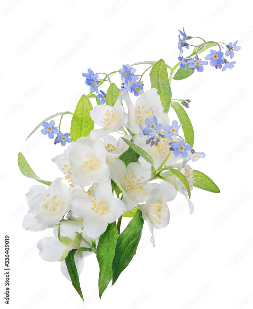Obraz premium bunch of jasmine and small blue flowers branches