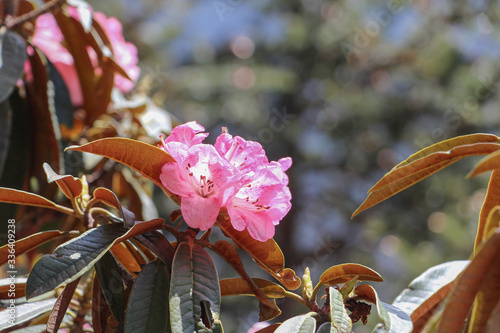Close up view of Rhododendron (Rhododendron protistum) flowers blooming in Himalayan mountains in Nepal during trekking on Everest base camp trek. Beauty in nature theme.