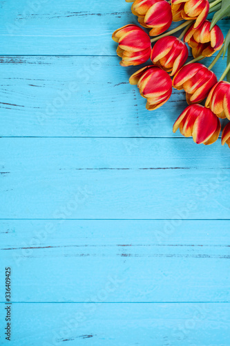 Mother's Day Design Concept, Tulip flower bunch. Beautiful Red, yellow bouquet isolated on blue wooden background, top view, flat lay, copy space, blank #336409425
