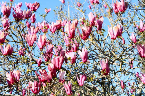 Sulanja magnolia blooms in pink against a blue sky under the sun photo