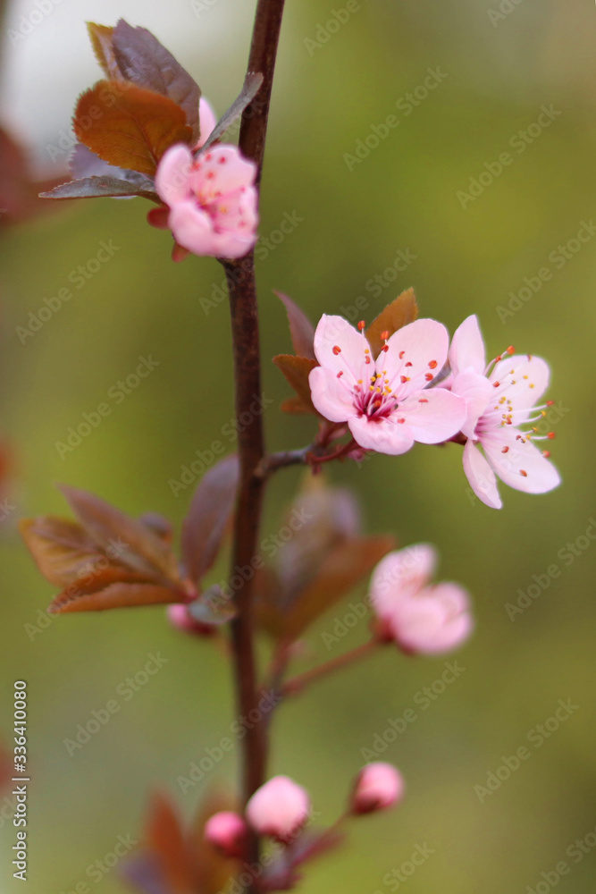 Cherry blossom on a branch, vertical photo