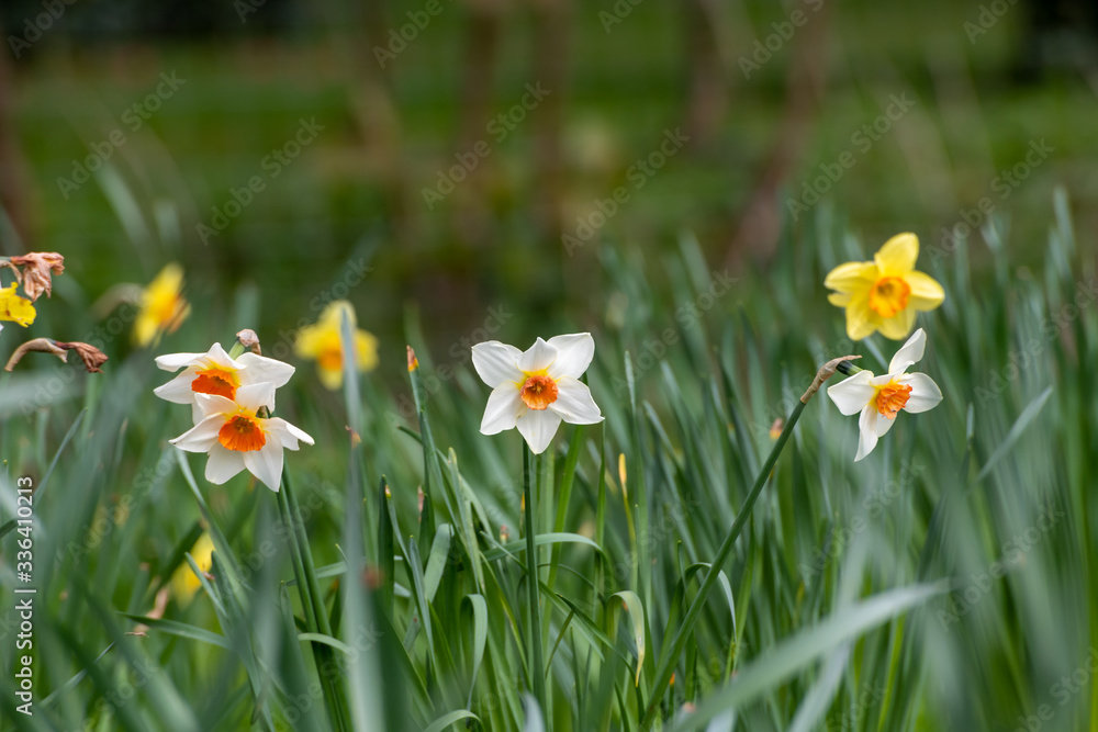 Daffodils in spring in Cornish woodland Daffodils in spring in Cornish woodland