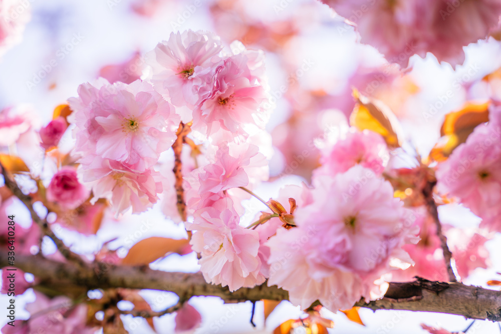 Cherry blossom in full bloom, sakura. Flowers detail Cherry blossom in full bloom, sakura. Flowers detail