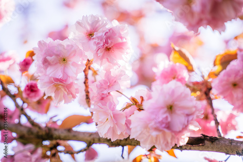 Cherry blossom in full bloom  sakura. Flowers detail