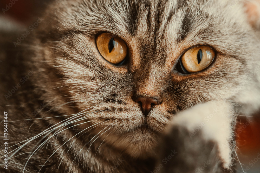 Large portrait of a Shotitsh cat with copper eyes, chosen focus