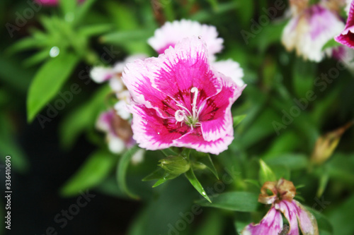 Pink flower after the rain.