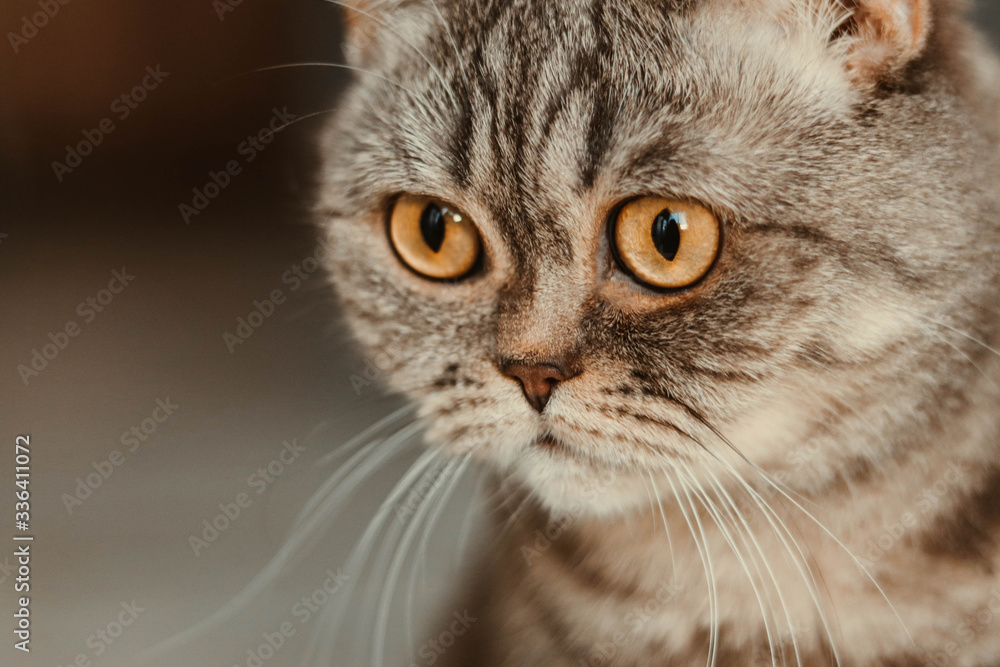 Wild cat look, domestic gray cat hunts