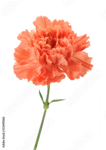 an orange carnation