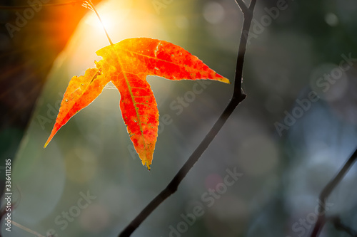 Natural background where the focus is as soft as it is in a dream with bokeh. Red maple leaves in the dark background. Blurred background.