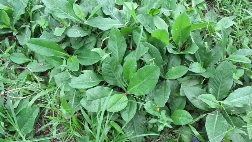 Sonchus Arvensis (Perennial sow, field milk thistle, field sowthistle, perennial sow-thistle, corn sow thistle, dindle, gutweed, swine thistle, tree sow thistle). Beneficial for wounds, cancer, cough. Sonchus Arvensis (Perennial sow, field milk thistle, field sowthistle, perennial sow-thistle, corn sow thistle, dindle, gutweed, swine thistle, tree sow thistle). Beneficial for wounds, cancer, cough.