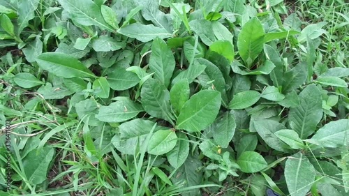 Wallpaper Mural Sonchus Arvensis (Perennial sow, field milk thistle, field sowthistle, perennial sow-thistle, corn sow thistle, dindle, gutweed, swine thistle, tree sow thistle). Beneficial for wounds, cancer, cough. Torontodigital.ca