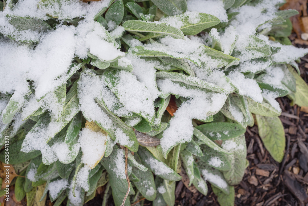Sage (salvia officinalis) perennial plant in winter snow frozen garden in Texas, USA