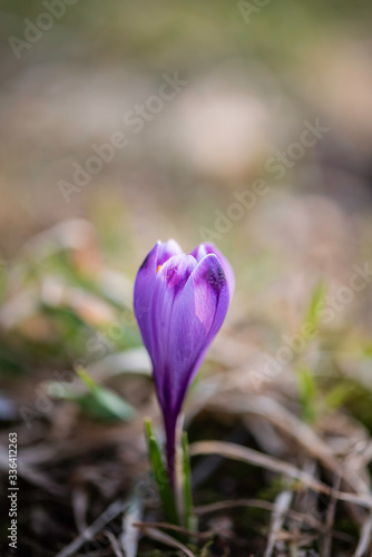 Beautiful spring background with close-up of a group of wild saffron blooming purple crocus flowers on a meadow: Pretty group of purple and white crocus under the bright sun in spring time, Europe. 