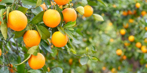 Quadro em tela Orange plantation in Alicante, Spain
