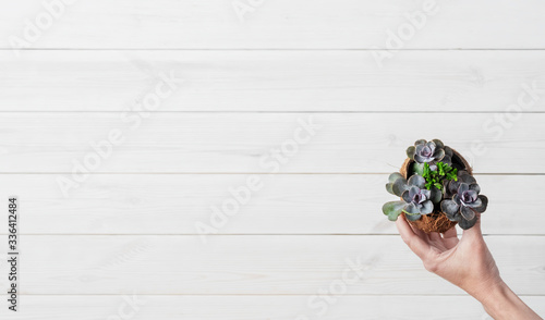 Female hand holds a plant in a pot of coconut - succulent echeveria on a white wooden background, top view with copy space for text. Flat lay, home flower concept for office or interior