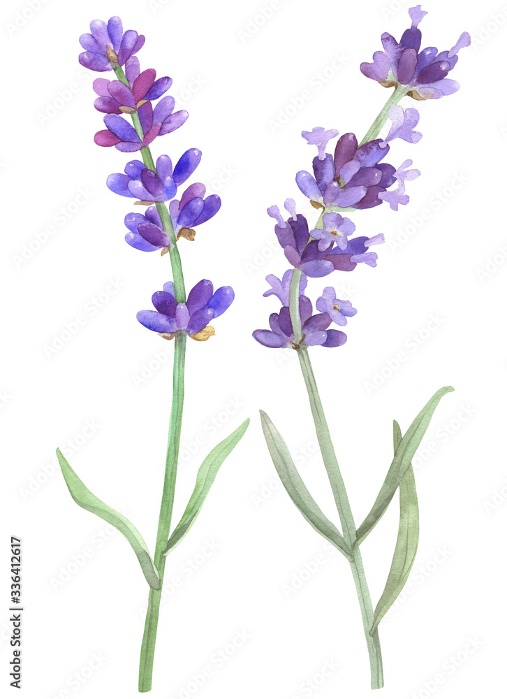 Lavender on an isolated white background, watercolor illustration, hand drawing. Stock illustration for design, invitations, greeting cards, postcards, pattern.