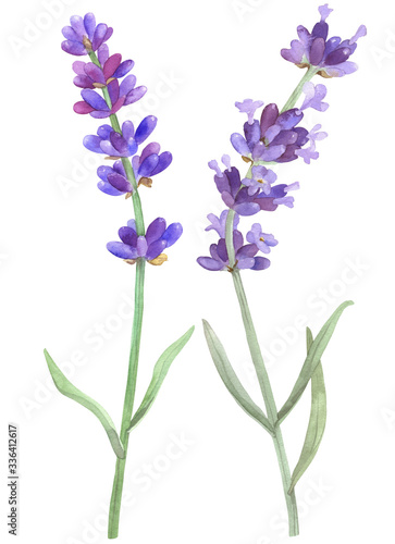 Lavender on an isolated white background  watercolor illustration  hand drawing. Stock illustration for design  invitations  greeting cards  postcards  pattern.