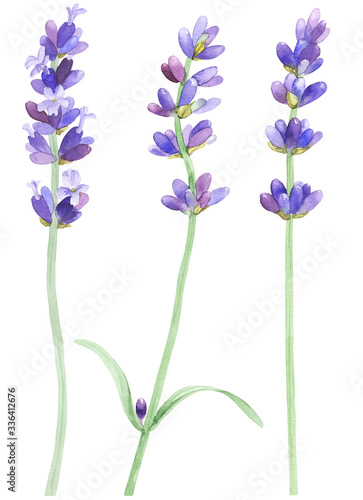 Lavender on an isolated white background, watercolor illustration, hand drawing. Stock illustration for design, invitations, greeting cards, postcards, pattern.