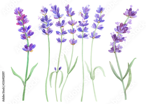 Lavender on an isolated white background  watercolor illustration  hand drawing. Stock illustration for design  invitations  greeting cards  postcards  pattern.