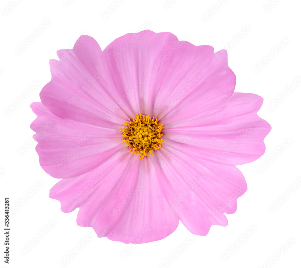  pink Cosmos
