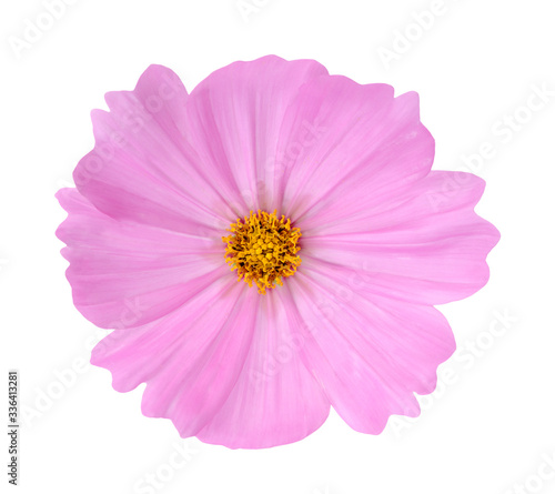  pink Cosmos