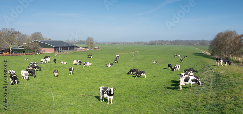 black and white cows under blue sky in dutch green grassy meadow on sunny spring day