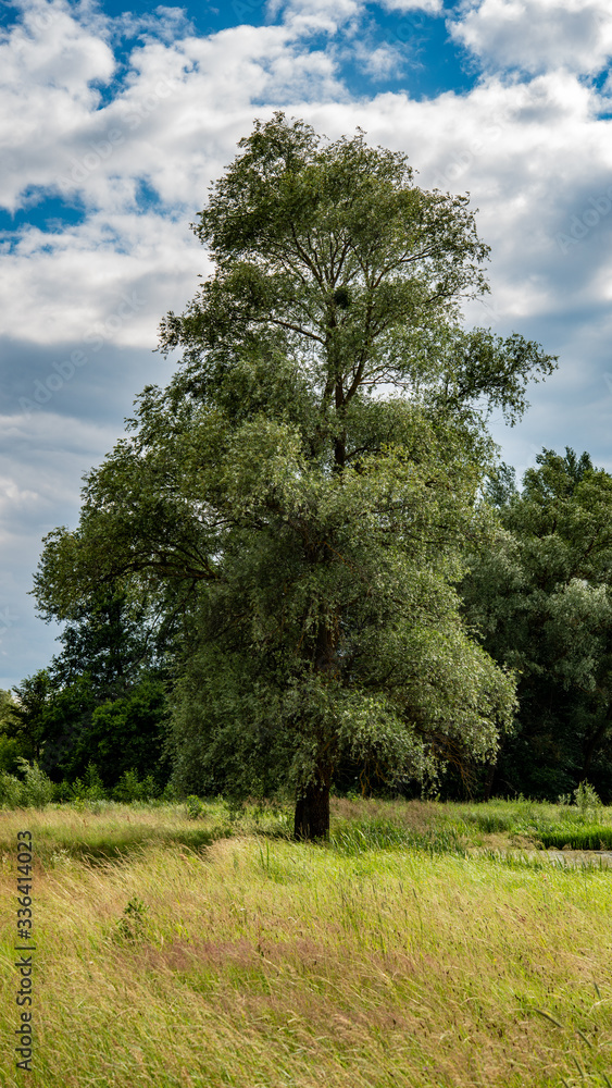 Large trees in a deciduous forest against the blue sky. Vertical panoramic format. Large trees in a deciduous forest against the blue sky. Vertical panoramic format.