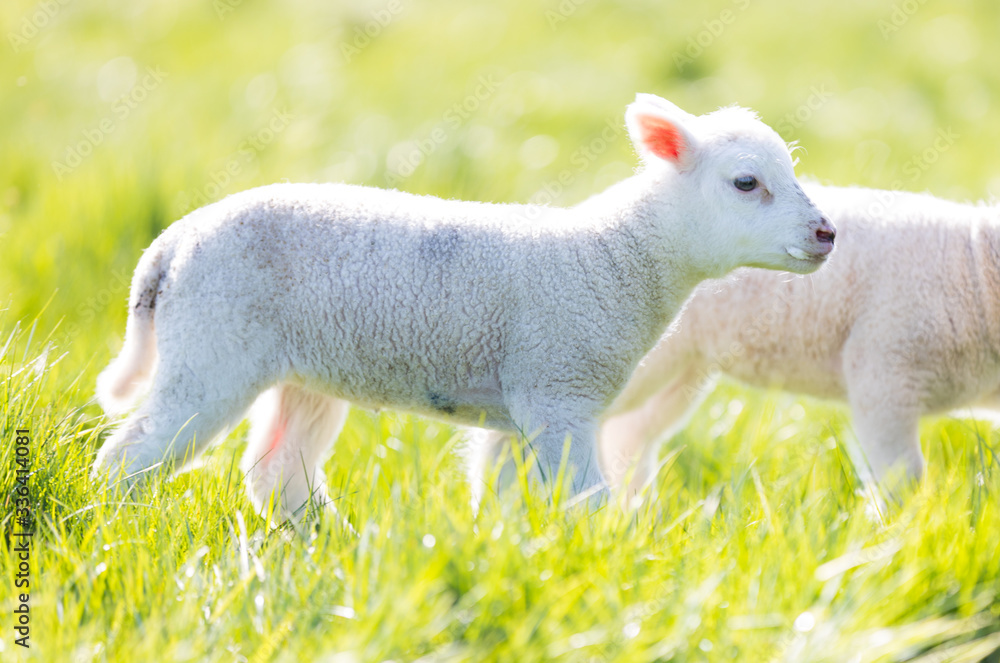 Obraz premium Junges Lamm auf einer frischen Weide