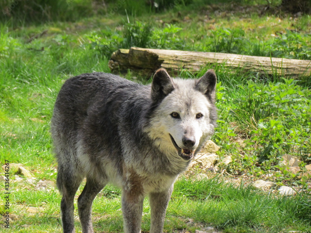 Obraz premium loup