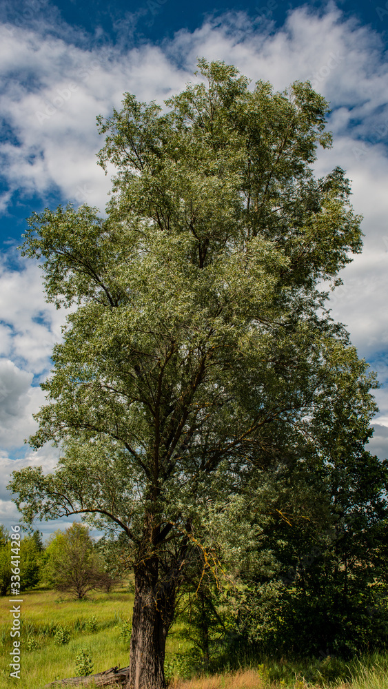 Large trees in a deciduous forest against the blue sky. Vertical panoramic format. Large trees in a deciduous forest against the blue sky. Vertical panoramic format.