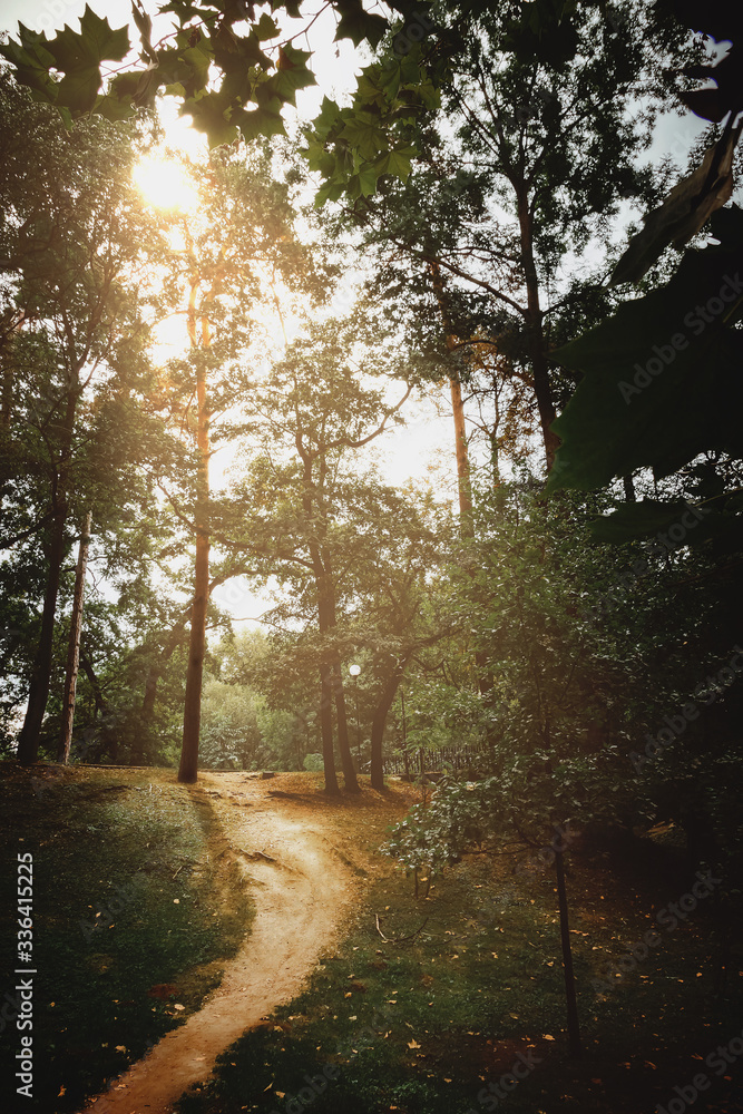 Fototapeta premium path in the forest