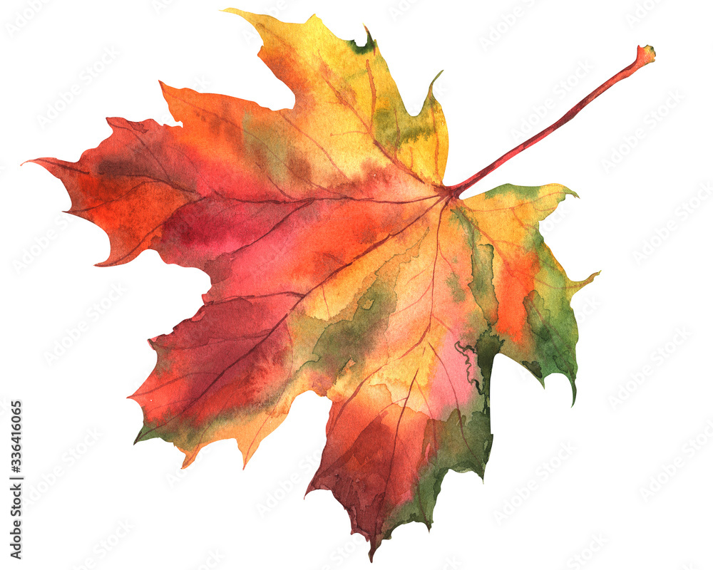 Fototapeta premium Watercolor autumn maple leaves on an isolated white background.