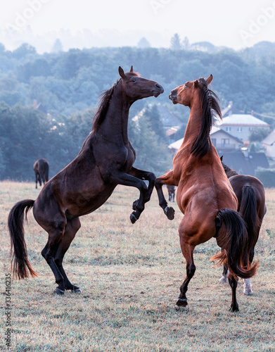competing stallions