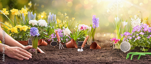 Fototapeta Naklejka Na Ścianę i Meble -  Spring Gardening Works Concept. Garden Flowers, Plants and Tools on a Sunny Background. 
