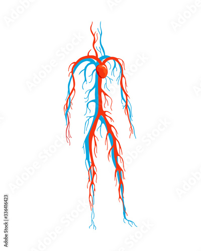 Male circulatory system. Vector illustration of blood circulation in human body. Human arterial and venous circulatory system