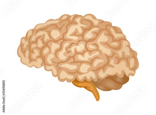 Human brain symbol. Brain anatomy in side view. Color vector icon for medical apps and websites