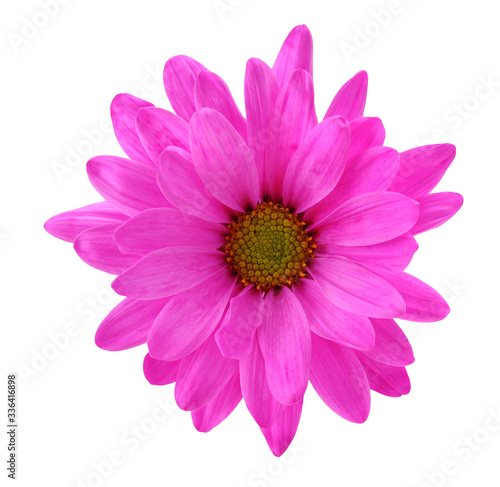 pink chrysanthe mum