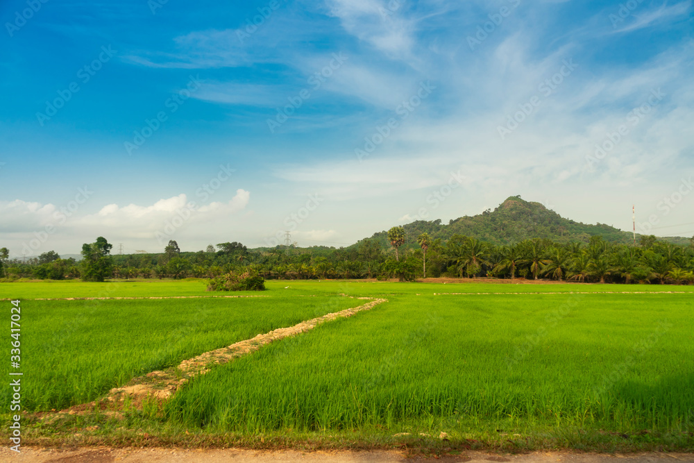 Green rice field and blue sky in the countryside.