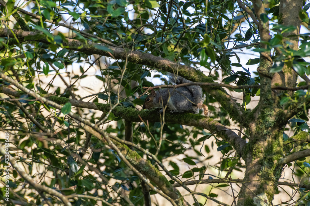 Grey Squirrel sitting in a treeing Cornwall UK Grey Squirrel sitting in a treeing Cornwall UK