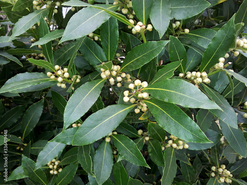 Laurus nobilis photo