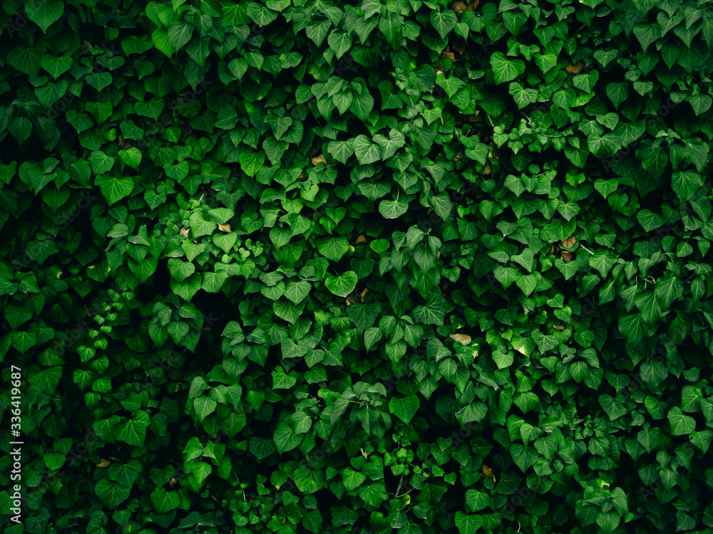 Close photo of a wall of green ivy. Background. Close photo of a wall of green ivy. Background.