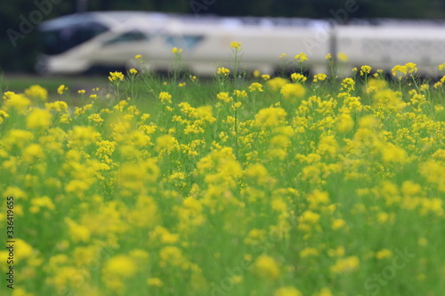 菜の花