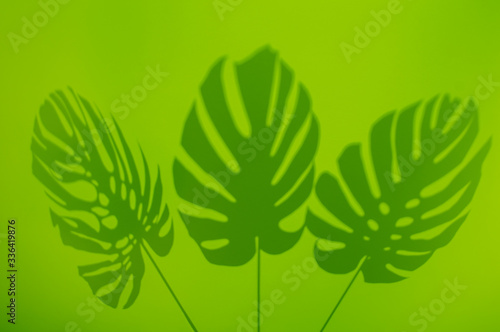 Shadow of three monstera leaves on vivid green background. Minimal summer concept