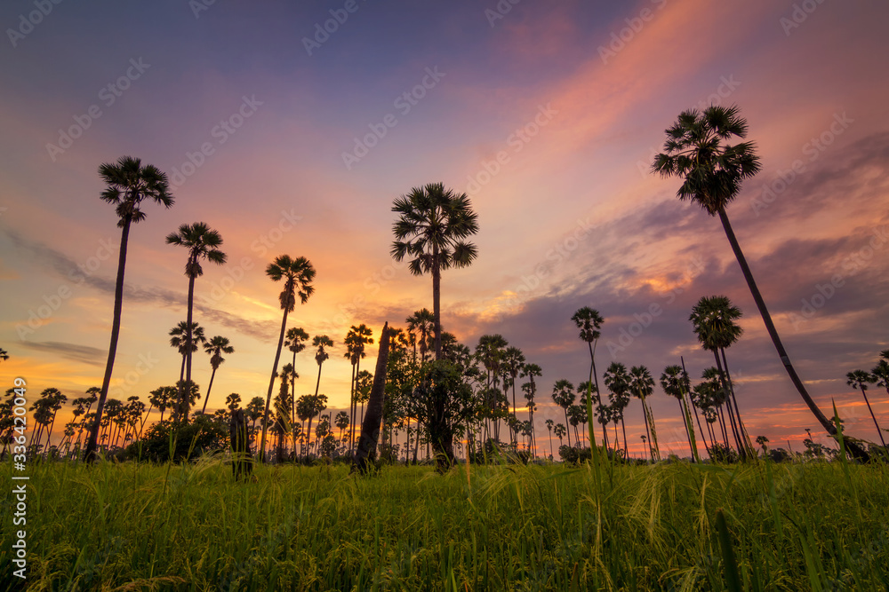 Sugar palm tree sunset in Thailand