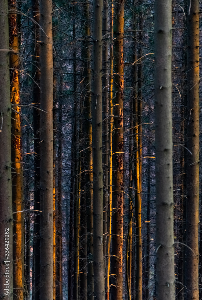 Fototapeta premium Waldsterben Fichten Borkenkäfer Befall Plage Zerstörung Rinde trocken Rodung Baumfäller Harvester Unterholz Abendsonne Struktur Hintergrund Symbol Bäume Stämme Äste Gefahr Bruch Förster Sauerland