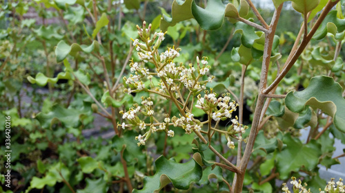 Tableau sur toile Olearia paniculata