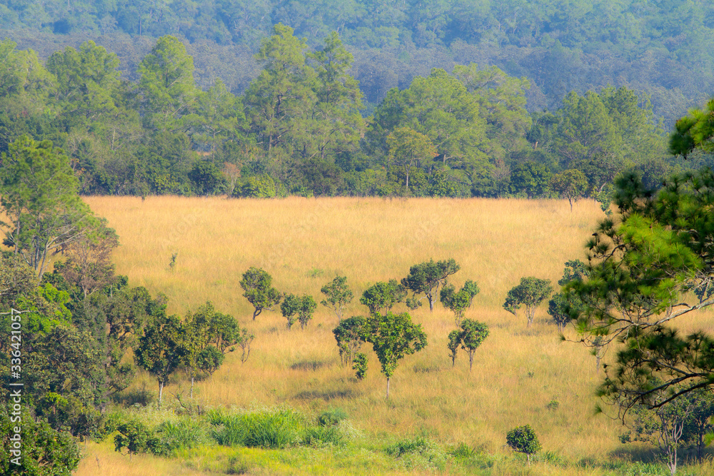 Perfect forest, Viewpoint Thung Salaeng Luang National Park Perfect forest, Viewpoint Thung Salaeng Luang National Park
