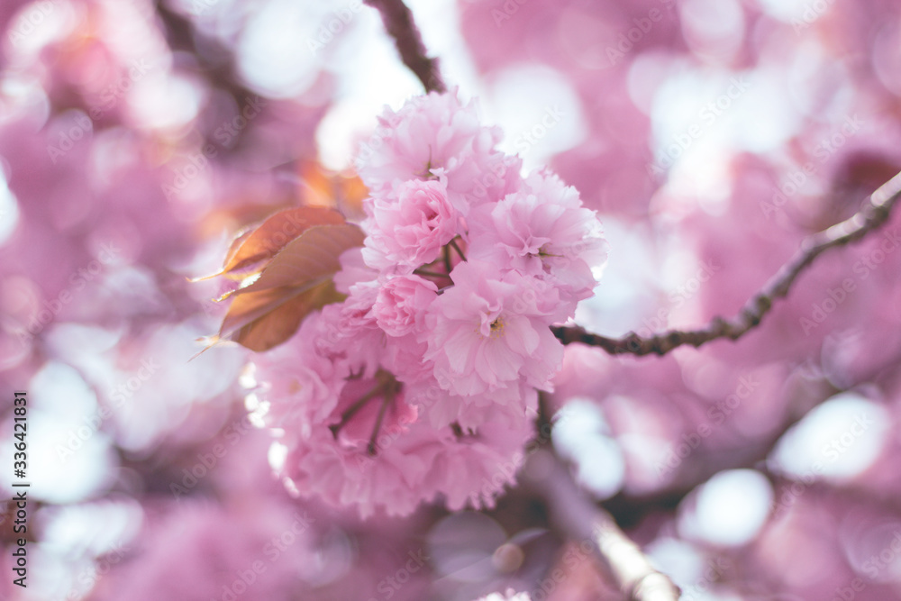 Fototapeta premium cherry blossom in spring