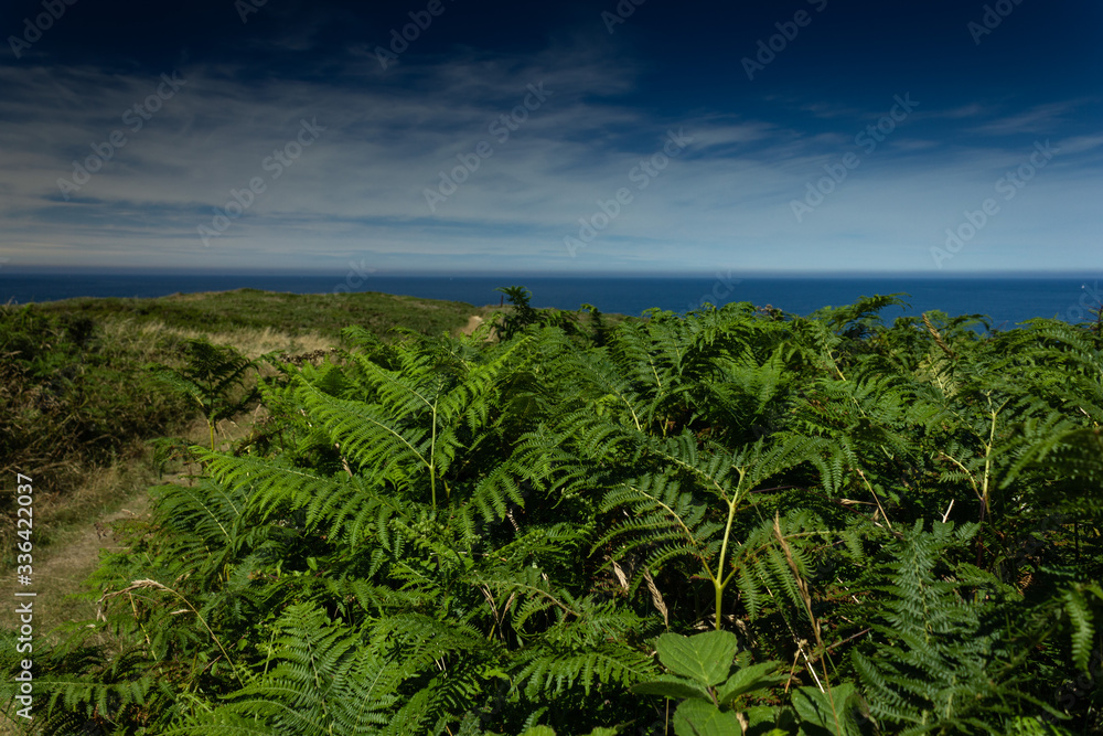 Fototapeta premium The Channel Islands in summer with good weather and greenery