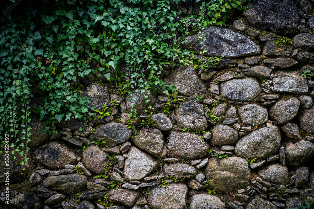 Muro de pidra con plantas verdes enredaderas